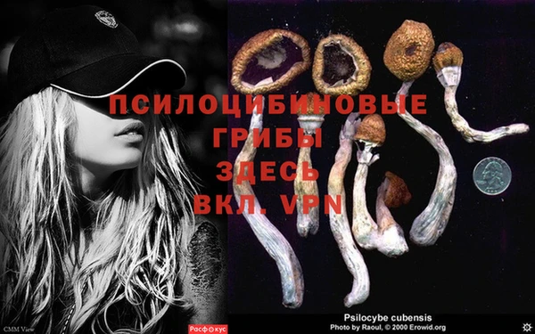 ГАЛЛЮЦИНОГЕННЫЕ ГРИБЫ Осинники